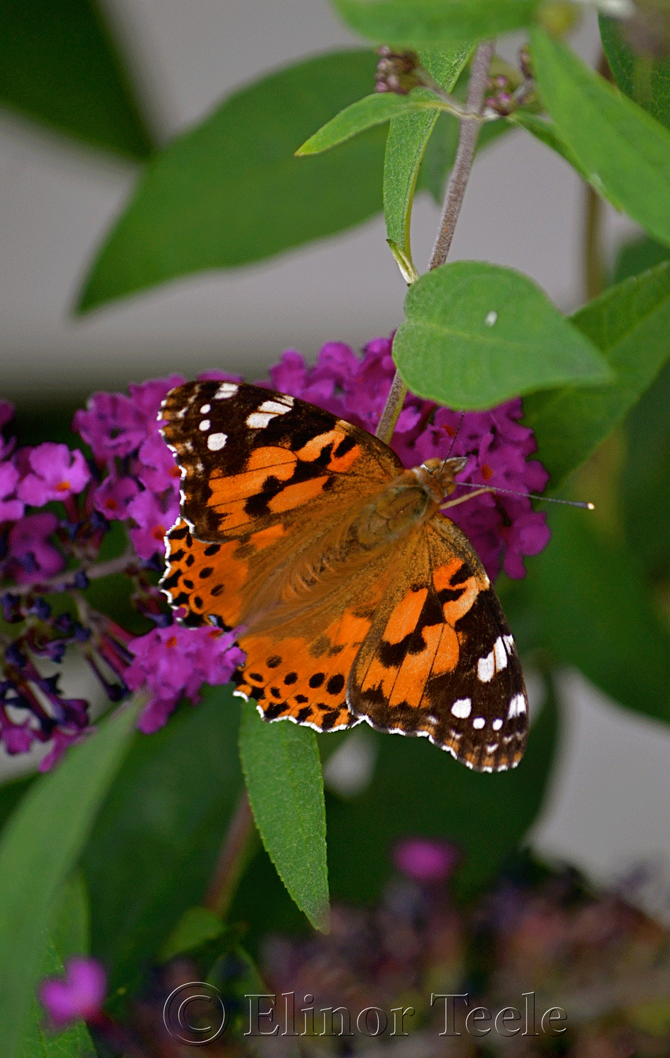 Painted Lady Butterfly in August