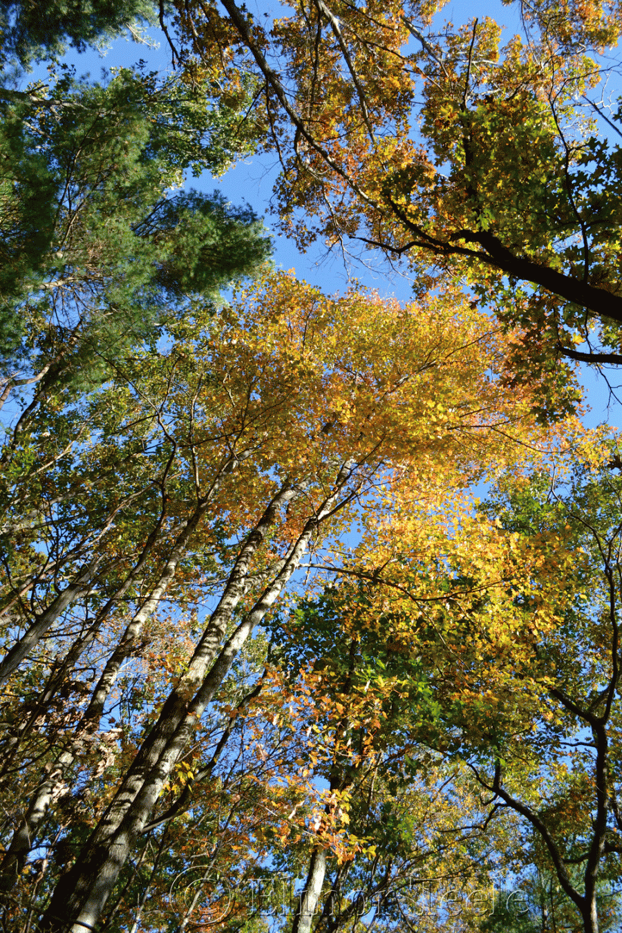 Fall Foliage, Topsfield MA
