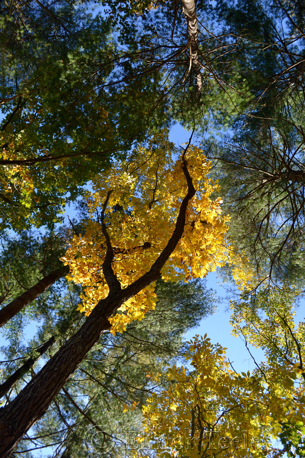 Fall Foliage, Topsfield MA