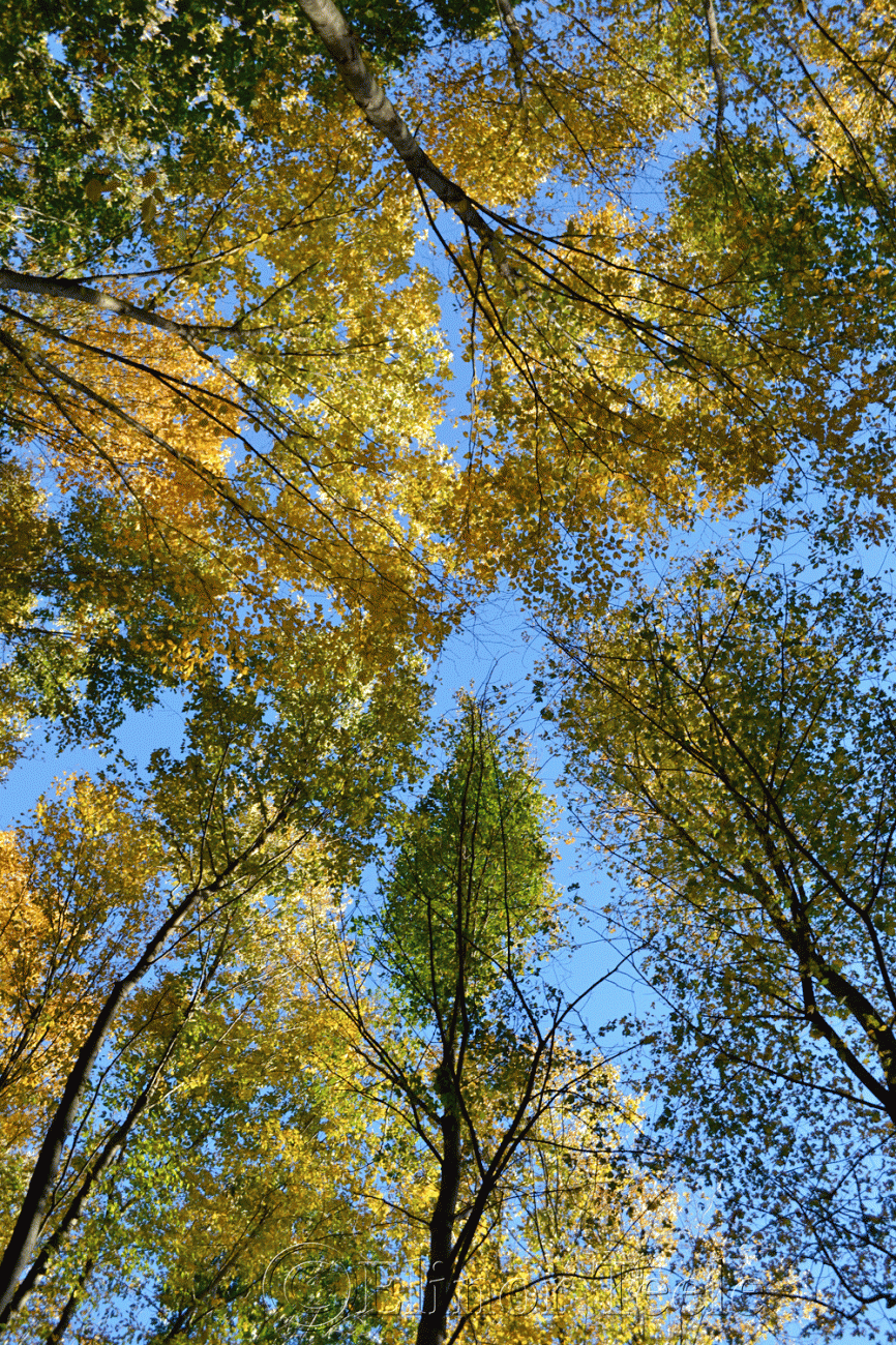 Gold Fall Foliage