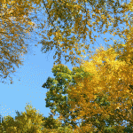 Gold Fall Foliage