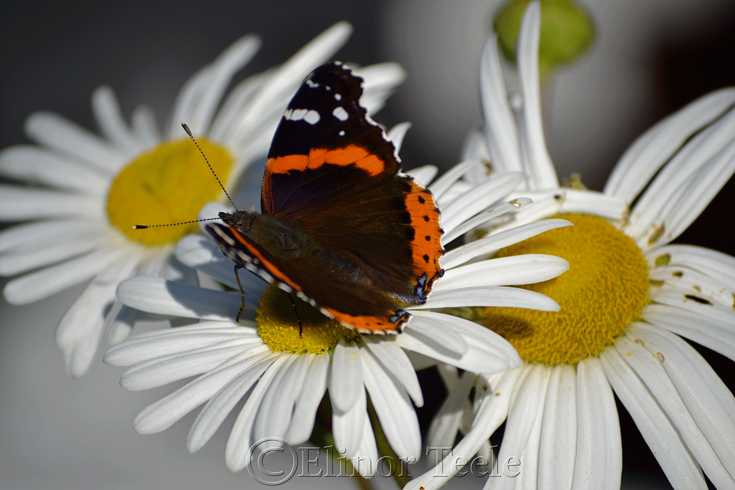 Red Admiral Butterfly in October