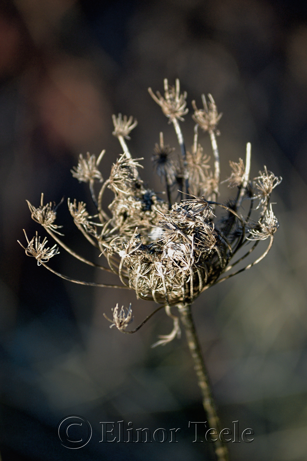 Dried Queen Anne's Lace in December