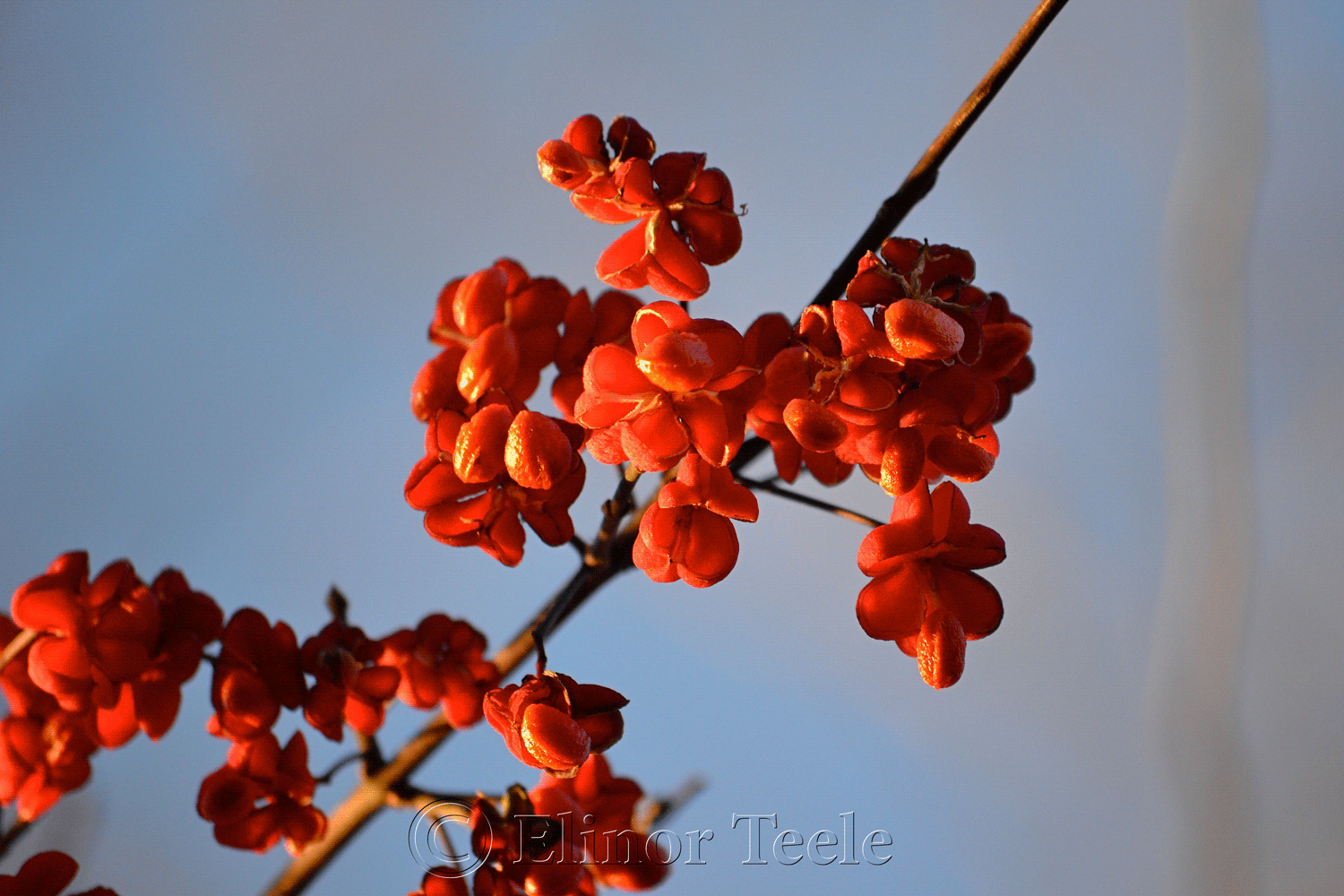 Red Blossoms in December
