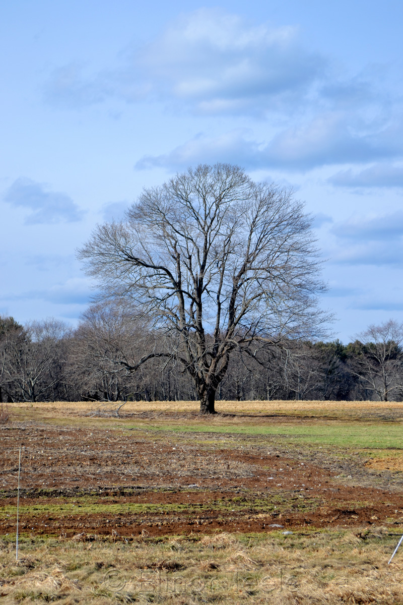 February Bare Tree, Appleton Farms, Ipswich MA