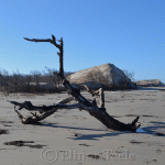 Driftwood, Crane's Beach