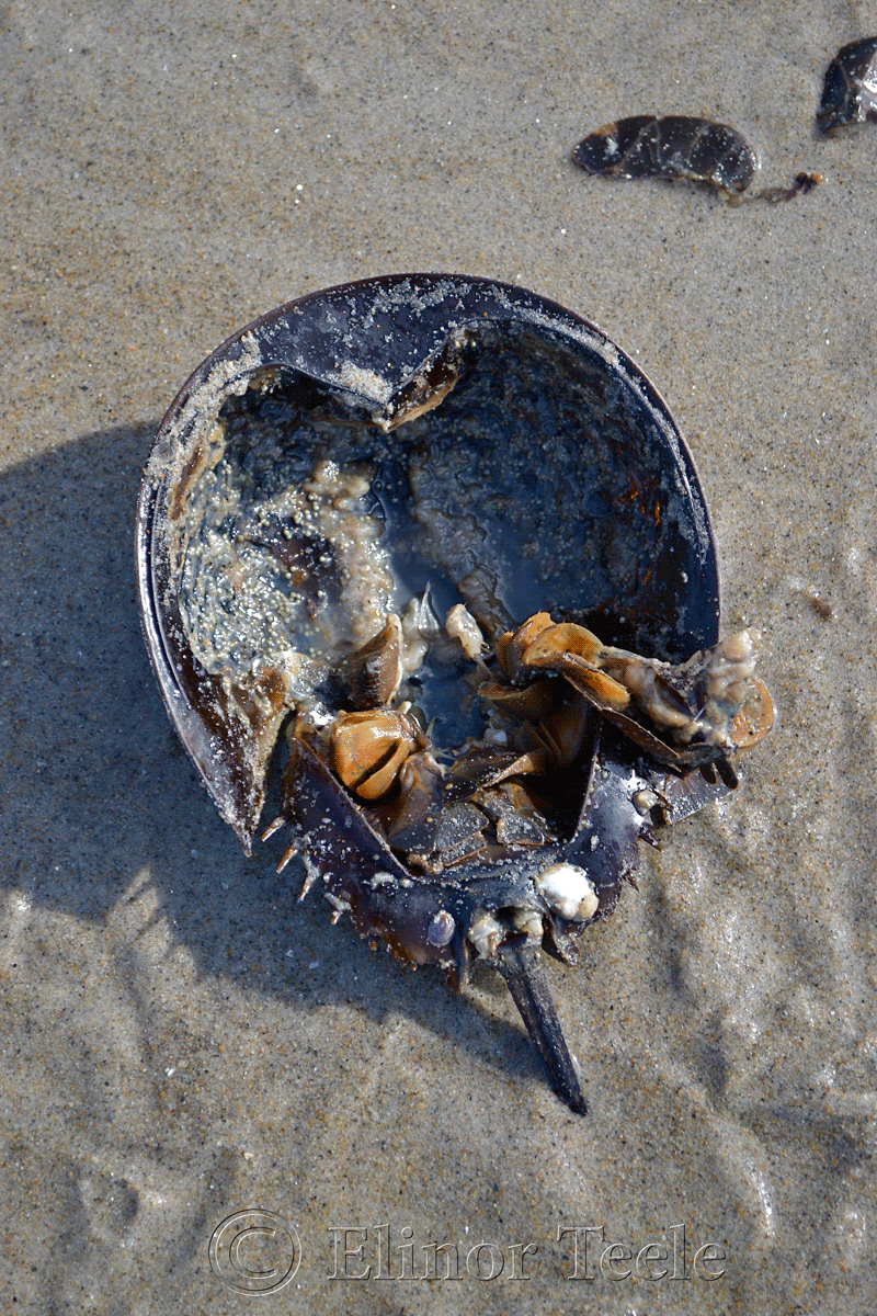 Horseshoe Crab, Crane's Beach, Ipswich MA