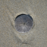 Sand Dollar, Crane's Beach, Ipswich MA