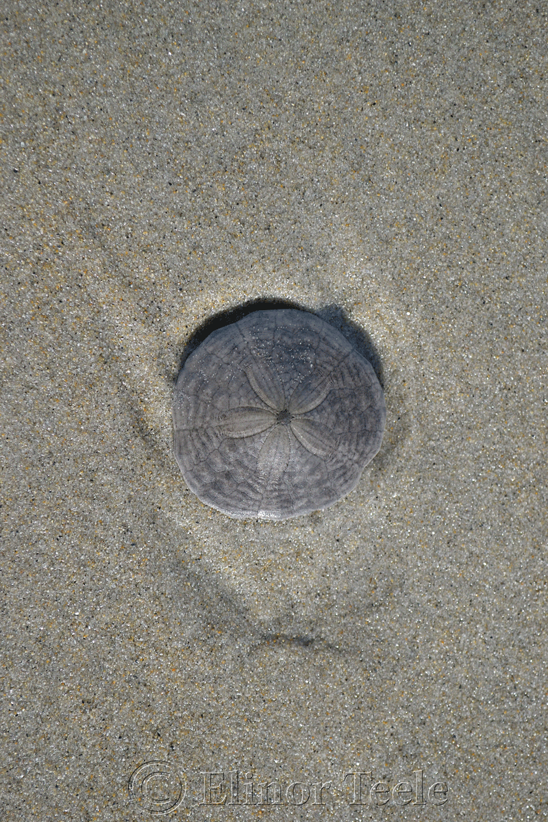 Sand Dollar, Crane's Beach, Ipswich MA