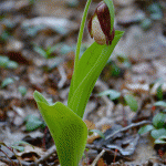 Blooming Lady's Slipper Orchid, Ravenswood, Gloucester MA