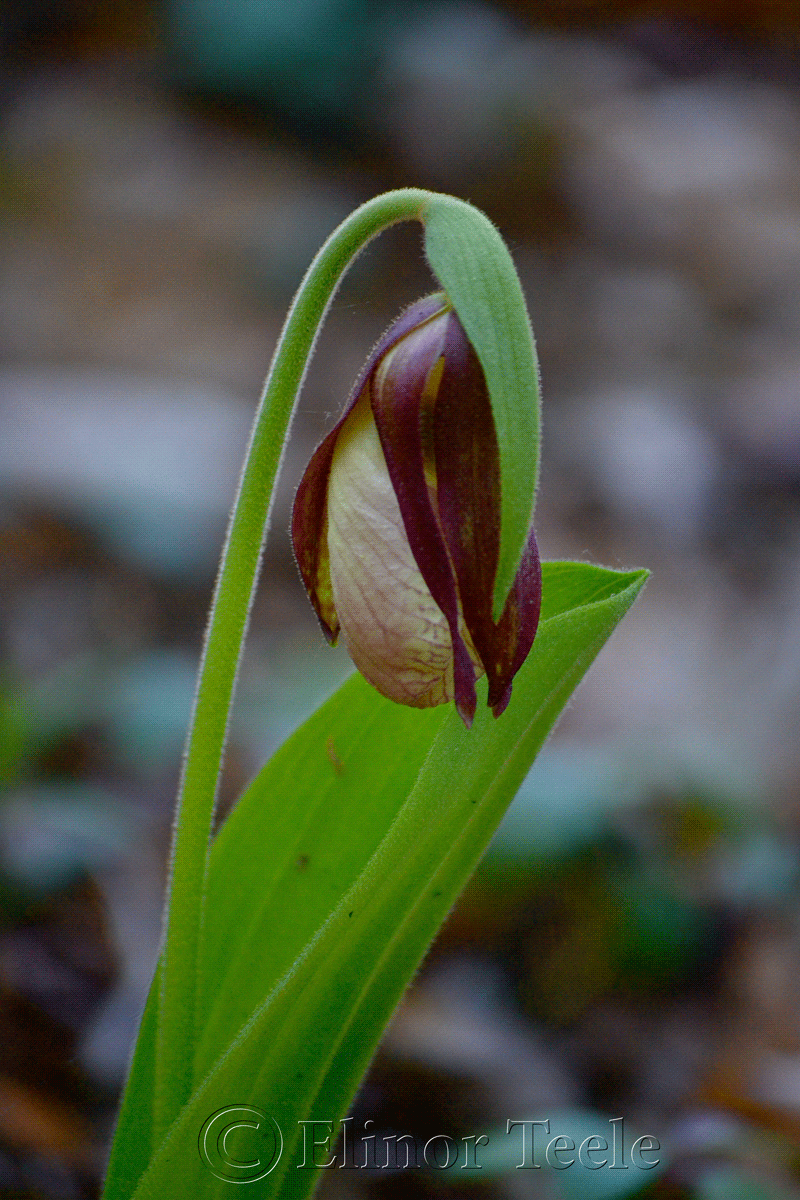Blooming Lady's Slipper Orchid, Ravenswood, Gloucester MA