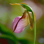 Lady's Slipper Orchid, Ravenswood, Gloucester MA
