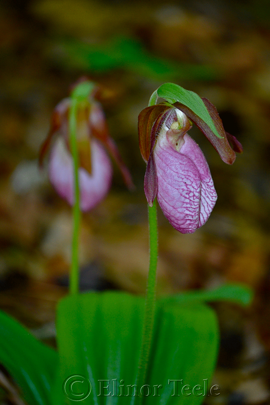 Lady's Slipper Orchid, Ravenswood, Gloucester MA