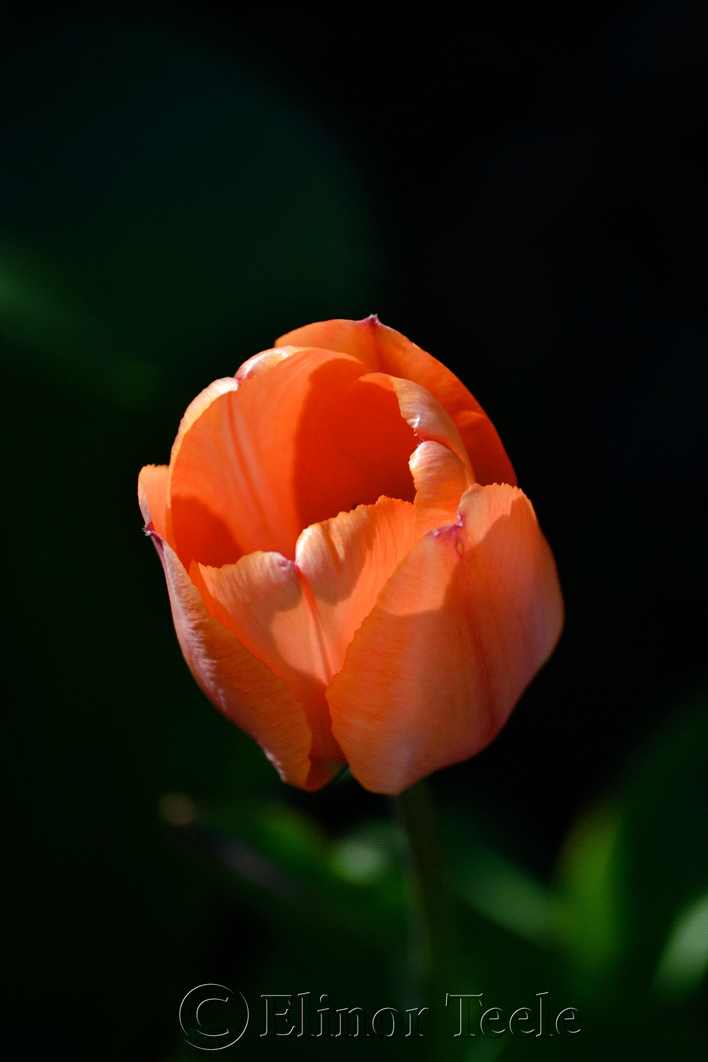 Peach Tulip