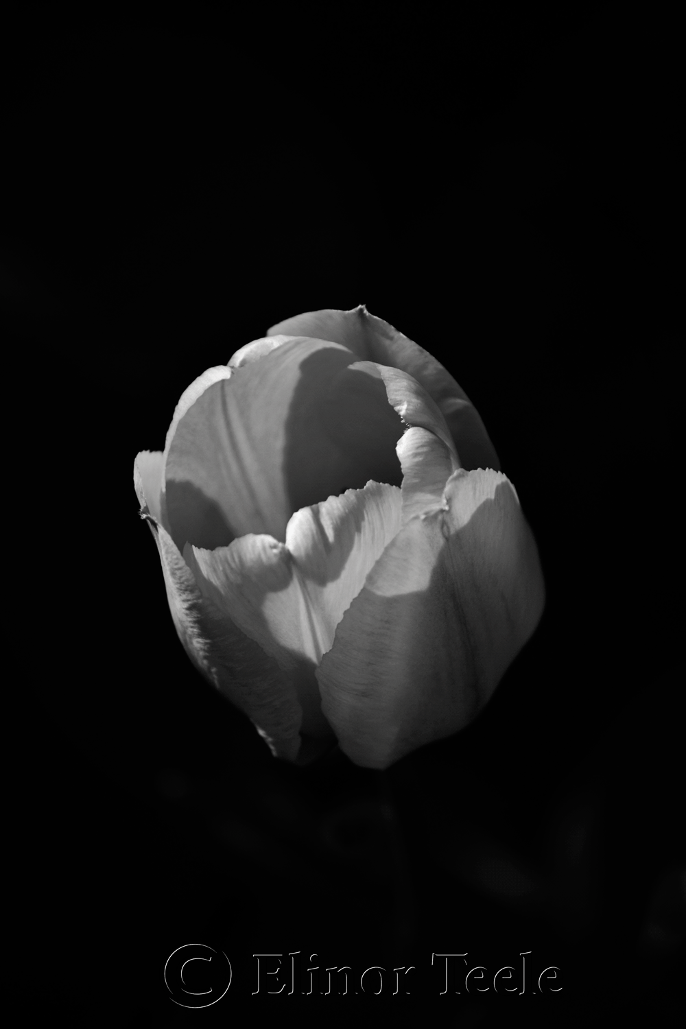 Tulip - Black and White