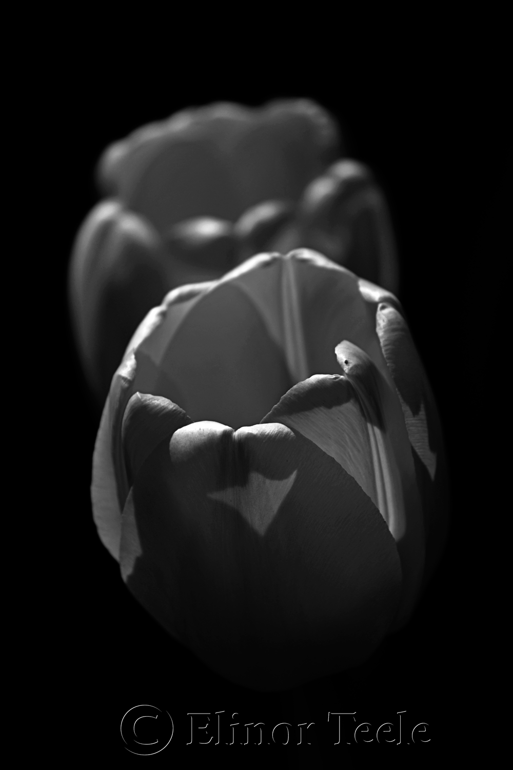 Two Tulips - Black and White