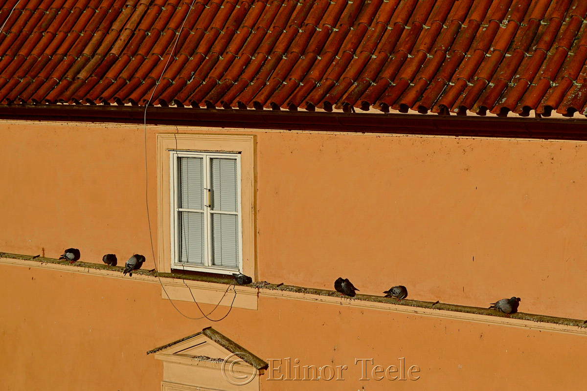 Pigeons, Mala Strana, Prague