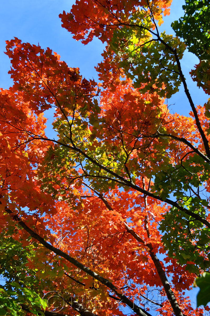 Fall Foliage 2013