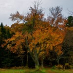 Fall Foliage, Appleton Farms, Ipswich MA