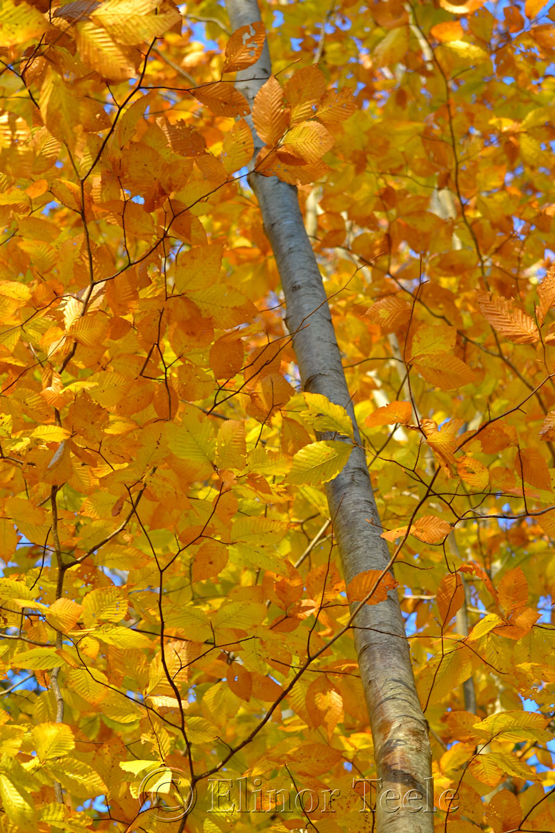 Fall Foliage, Goose Cove Reservoir, Gloucester MA