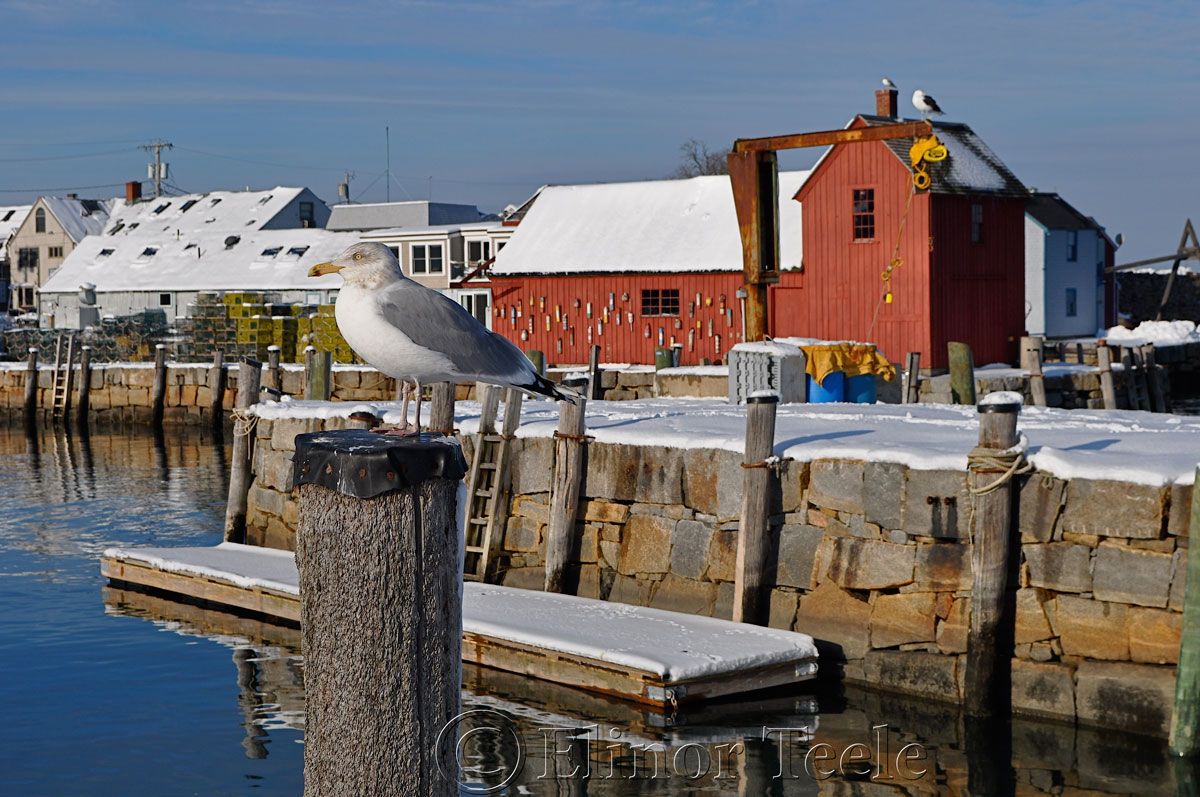 Motif 1 & Seagull in the Snow, Rockport MA