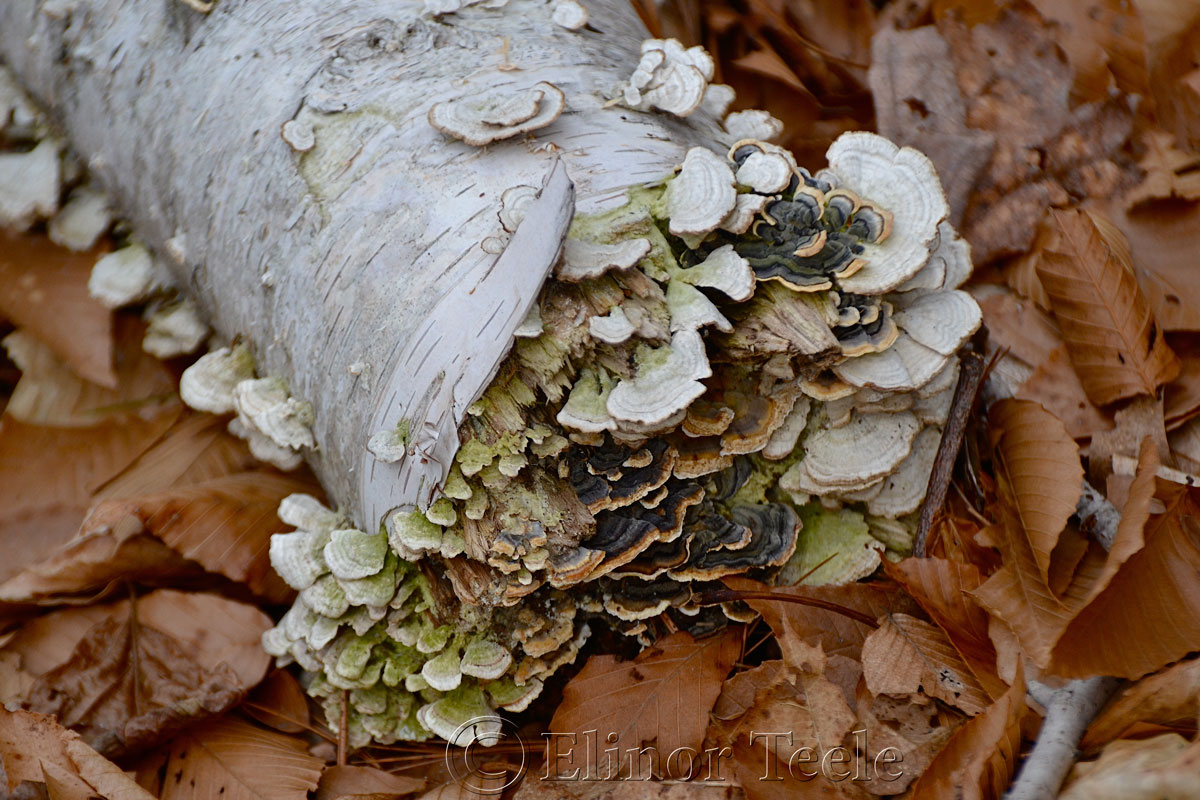 Polypore Mushrooms, Ravenswood, Gloucester MA