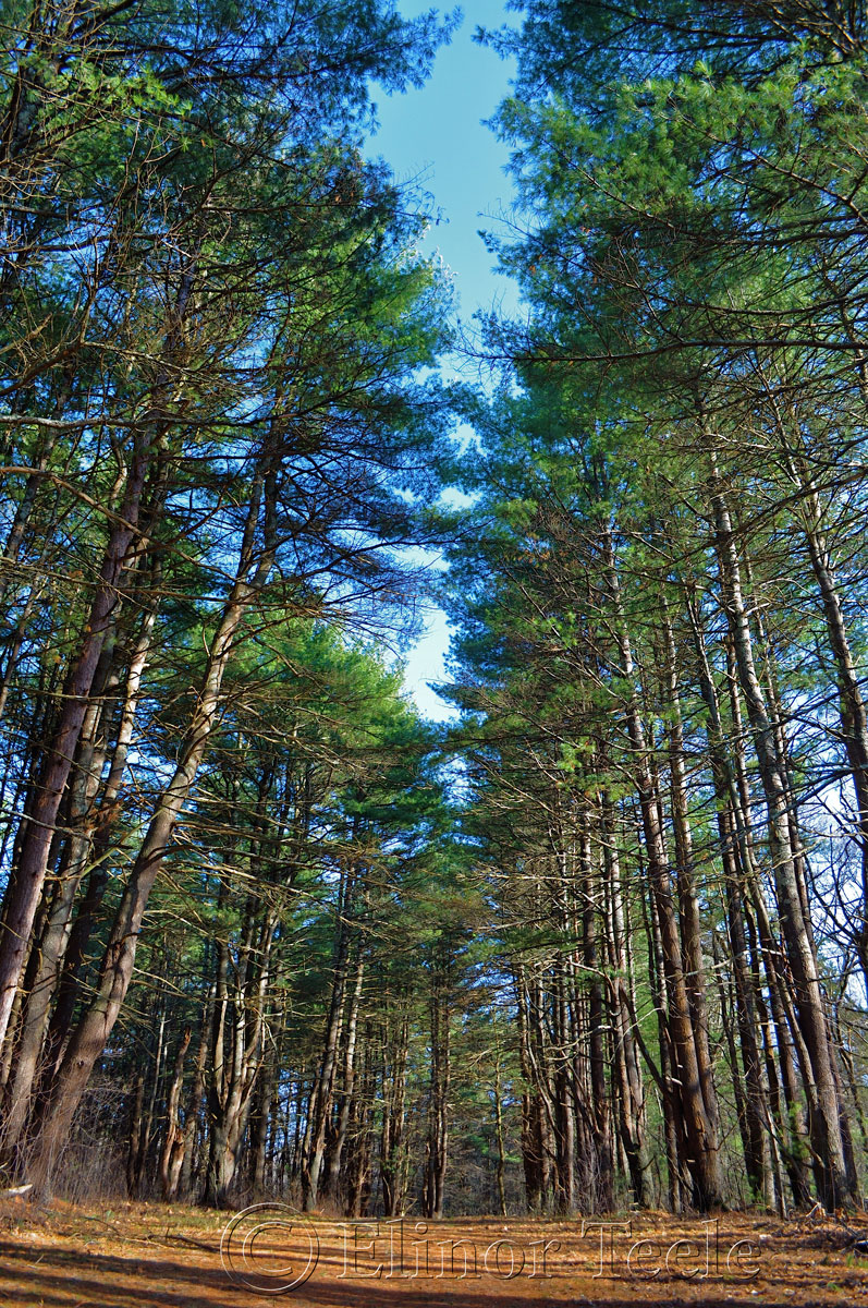 Spring Woods, Appleton Farms, Ipswich MA