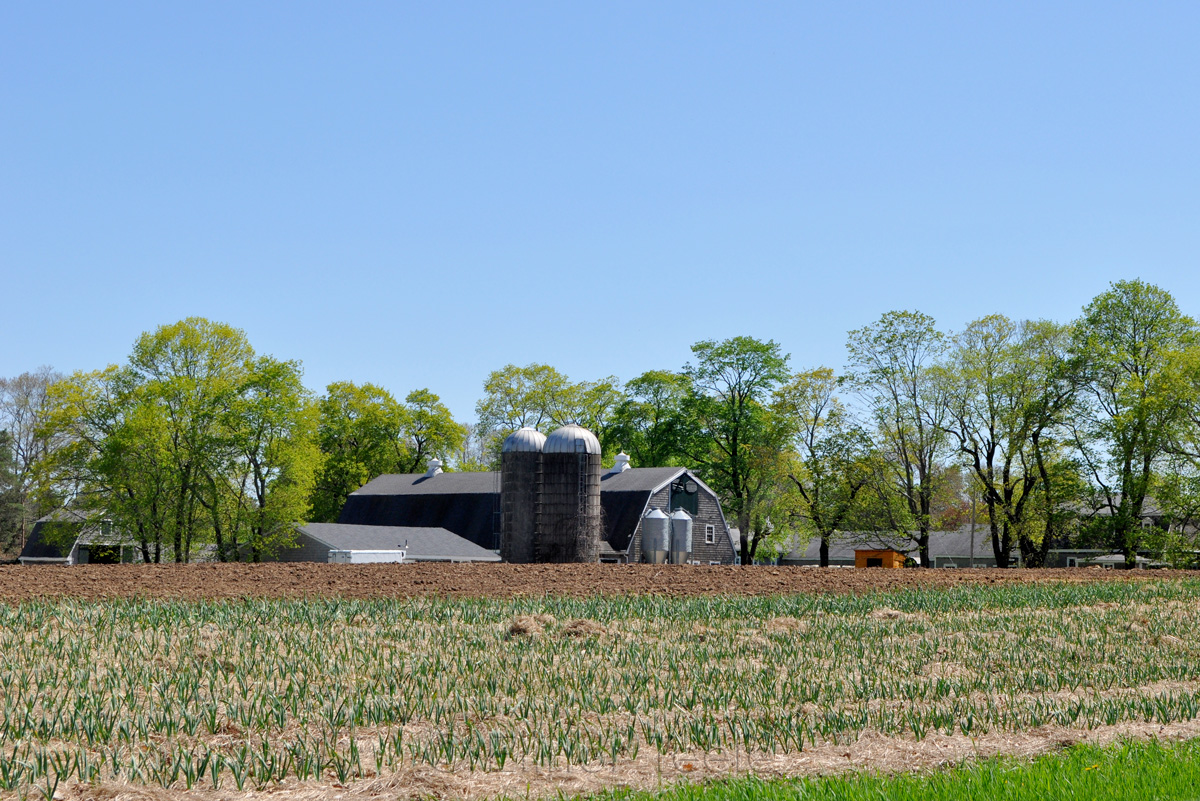 Milking Barn in May - Appleton Farms
