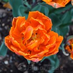 Orange Tulip, Double Hybrid