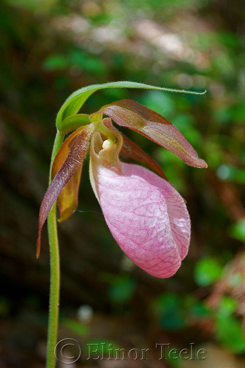 Lady Slipper Orchid in Ravenswood, June 2014