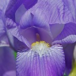 Purple Iris in Bloom