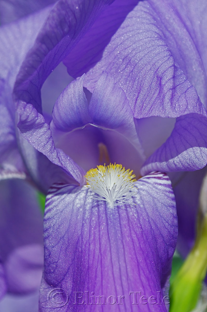 Purple Iris in Bloom