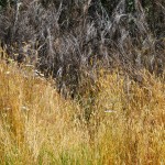 High Country Grasses