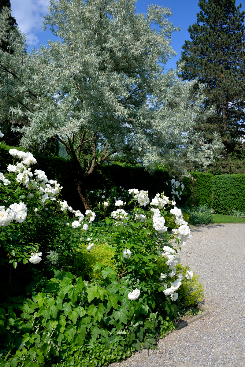 White Roses, Schloss Eggenberg Gardens, Graz, Austria
