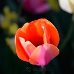 Red Orange Tulip