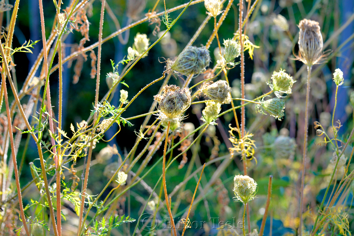 Birds' Nests, Queen Anne's Lace 3