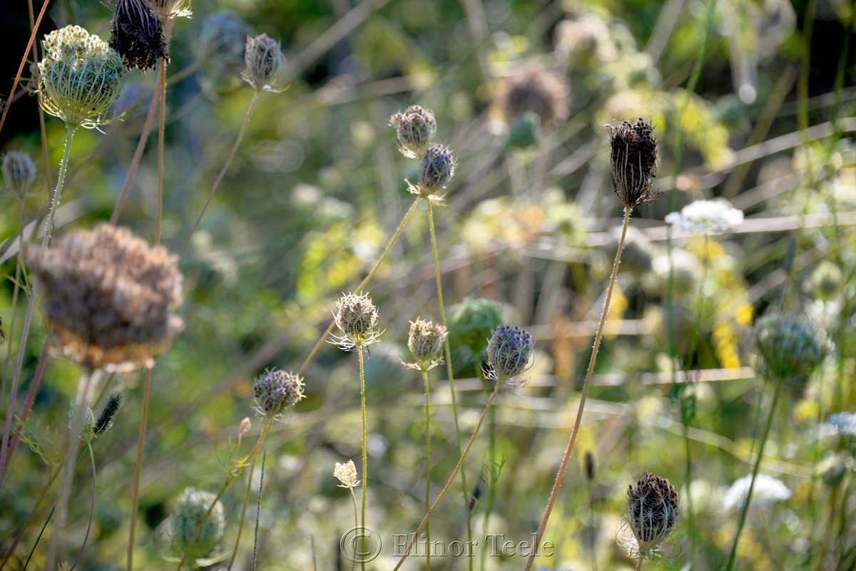 Birds' Nests, Queen Anne's Lace