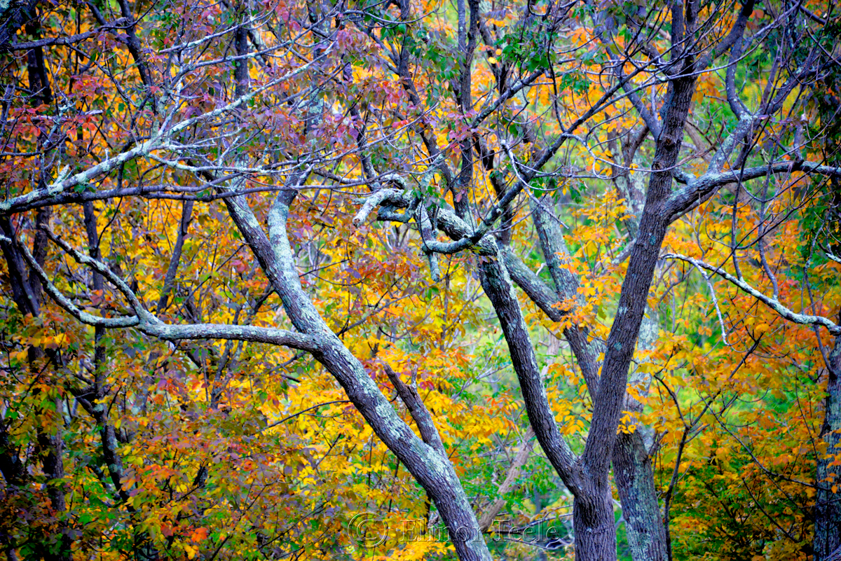 Fall Foliage - Grey Bark 1