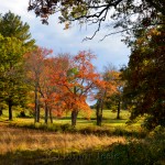 Fall Foliage - Lone Tree, Appleton Farms, Ipswich MA