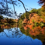 Fall Foliage, Macone's Pond, Concord MA 1