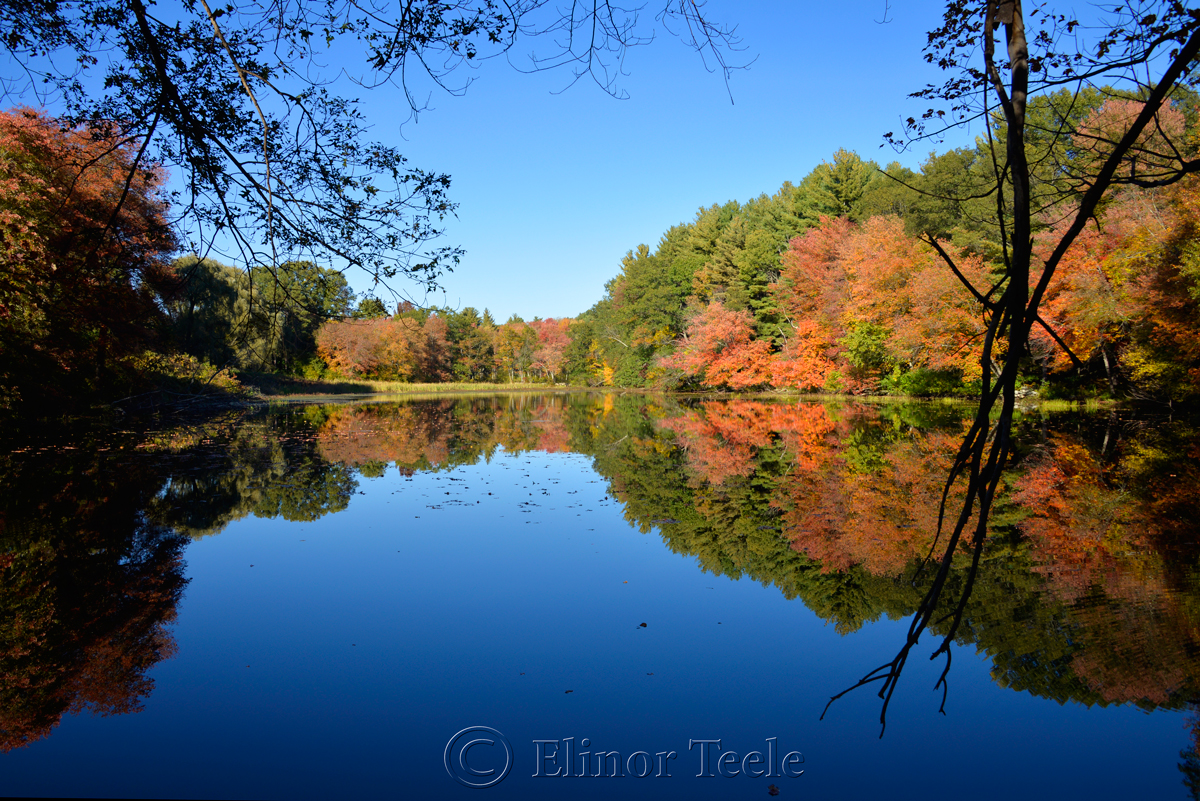 Fall Foliage, Macone's Pond, Concord MA 3