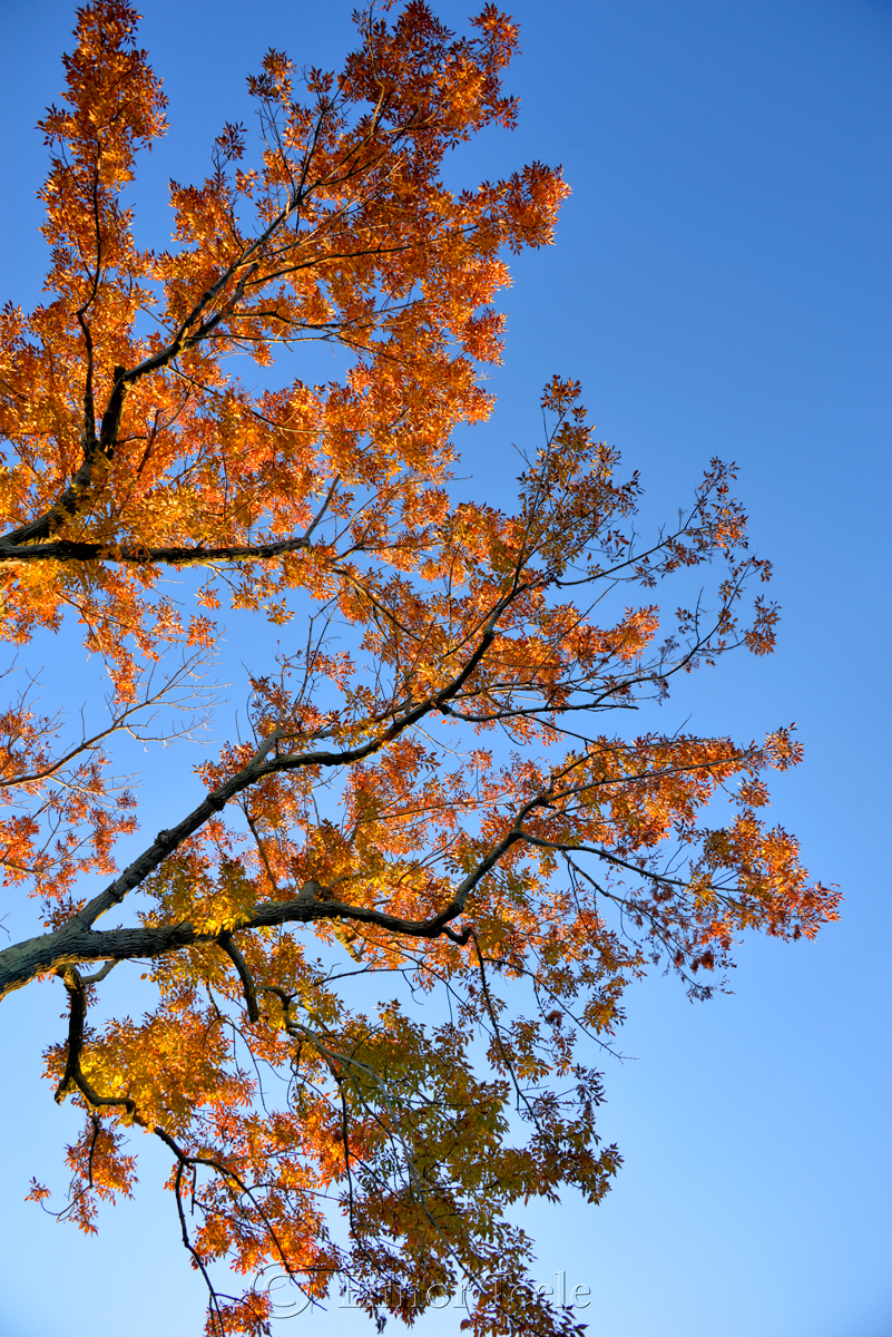 Fall Foliage - Orange Leaves