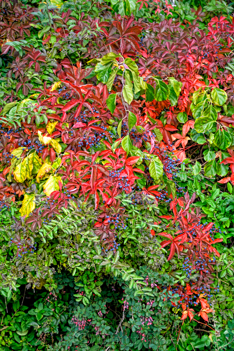 Fall Foliage - Red Vines