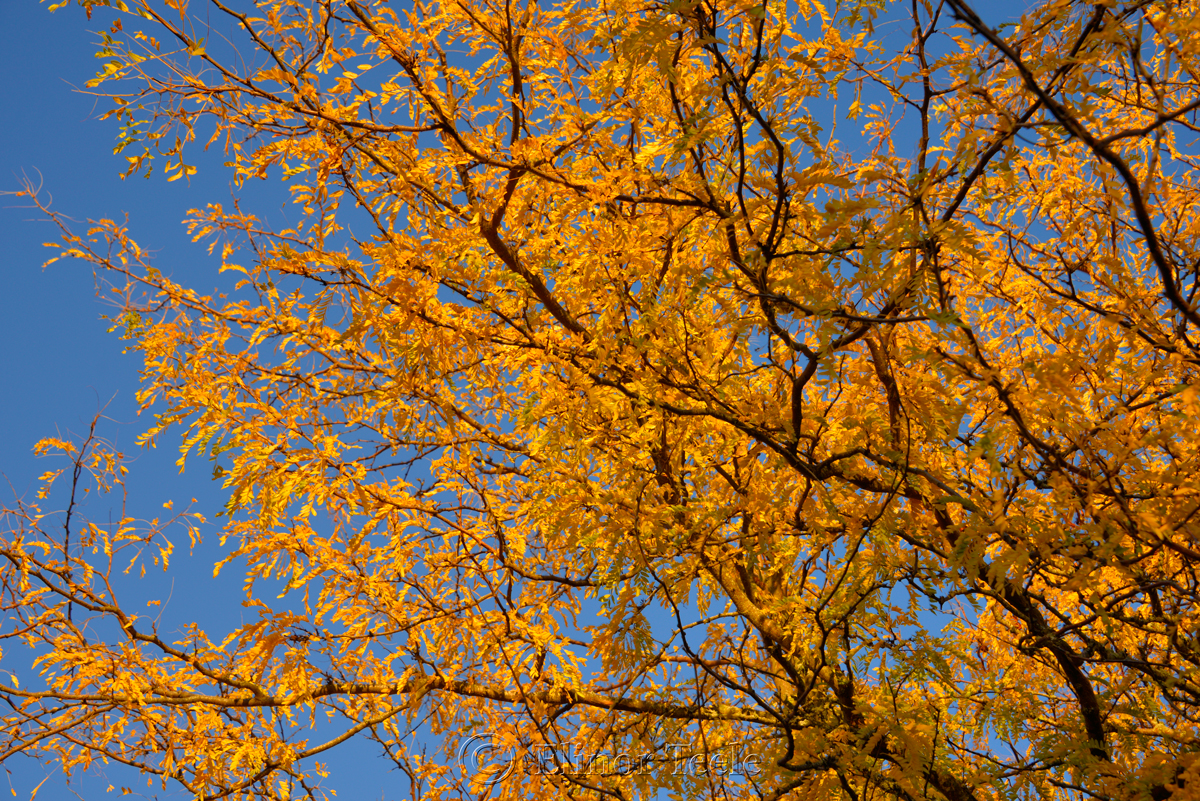 Fall Foliage - Yellow Leaves