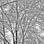 Snowy Trees - Black & White 1