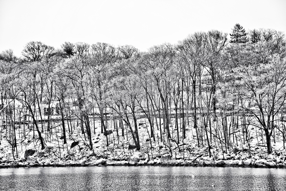Snowy Trees - Black & White 3