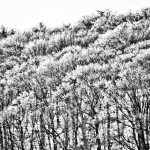 Snowy Trees - Black & White 4