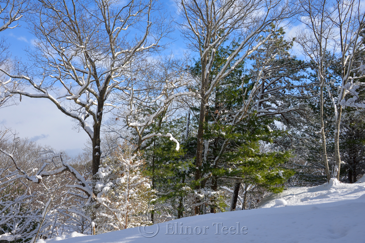 Winter Trees, January Snow, Annisquam MA