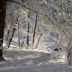 New England Woods, February Snow 2016, Annisquam MA 1