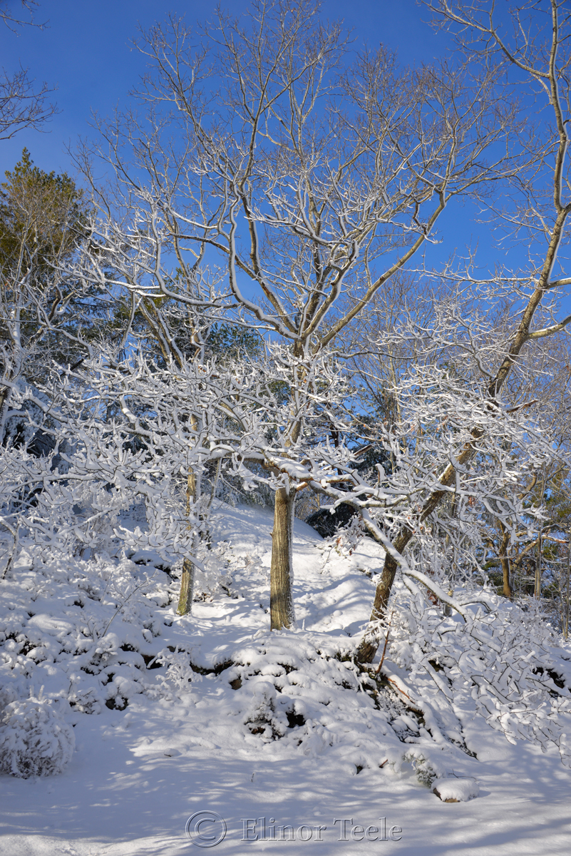 New England Woods, February Snow 2016, Annisquam MA 2